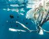 «Soon a polyurethane that biodegrades in the environment». Scientists’ bet with bacteria that digest plastic