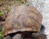 “Our Refuge” Q & A: Gopher Tortoises at NASA’s Kennedy Space Center