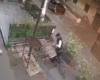 the video of the theft in Afragola