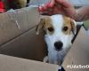 They abandon a puppy in a sealed box, rescued in Olbia