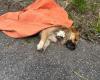 Neighborhood dog killed after terrible torture: those responsible for the brutal gesture are being sought in Catanzaro