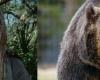 Sun in the woods, would you rather meet a bear or Glen Benton? |