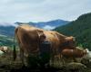 “Another summer will come”: a docufilm dedicated to life on mountain pastures in the Cuneo Alps