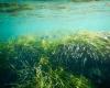With a biodegradable anchor, Posidonia oceanica returns to the Marsala Nature Reserve – -