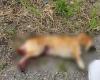 Horror in Catanzaro, dog massacred in the Signorello district: “Vile act of barbarism” | Calabria7