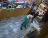 Sassari, the thief enters with the gun, the tobacconist beats him and makes him flee | Video