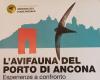 BIRD FAUNA IN THE PORT OF ANCONA – SATURDAY 11 MAY WALK WITH ORNITHOLOGISTS AND CONFERENCE AT THE MOLE. COMPARISON ANCONA, TRIESTE AND LIVORNO. – Municipality of Ancona