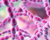 Streptococcus, boom in infections among children. The cause? “An immunological debt” developed post Covid-19. Here is the study