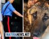 the barking of a poor dog locked in a cellar without food or water attracts the attention of a passerby. Here is the intervention of the Carabinieri
