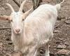 Animals, the Fiocco goat is looking for a new family Gazzetta di Reggio
