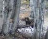Parco d’Abruzzo, feeding the bears: there are those who say yes