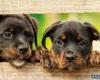 Dog registry in the province of Sassari, appointments in May