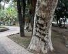 Trees defaced in the Villa Comunale of Reggio. “Serious fact that offends the conscience of all citizens”