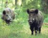 Hunting. Green light from the Emilia-Romagna Region to the new regulation on ungulates