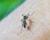 Four cases of Dengue recorded in Umbria in 2024: the vaccine has been available since June