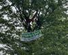 The eco-activists climb the trees in Busto Arsizio to stop the construction site and obtain a new stop