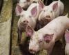 Swine fever, Lombardy Reg. in control of Rome: actions continue, Italy’s effort must be recognised
