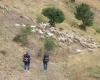 Ghost pastures to defraud the European Union, Trentino Alto Adige is also involved: 75 suspects, fraud worth 5 million euros