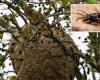 The velutina wasp in Lucca: a nest of the “bee killer” insect found
