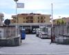 Lamezia Multiservizi replies to D’Amico: ‘Kennel management in full synergy with associations’