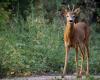 Trent. Roe deer leaps onto the road and collides with a motorbike: a 70-year-old dies