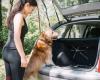 How to convince your dog to get into the car (and stay calm)
