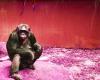 Orangutan diplomacy hides the environmental risks of palm oil
