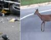 New tragedy on the roads of Trentino: a deer appears and the motorcyclist skids and crashes, losing his life