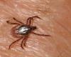 Ticks positive for the meningoencephalitis virus on dead chamois in Valtellina: the risks for humans