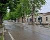 Urban redevelopment: the situation of the trees in Viale Vittorio Veneto