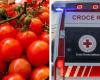 fault of the cherry tomatoes supplied by the Ministry of Agriculture