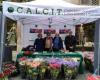 The flowering Calcit plants return to Andria for Mother’s Day, Saturday 11th and Sunday 12th May in Viale Crispi