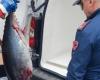 Bluefin tuna and swordfish in bad condition were discovered in a van heading to Palermo