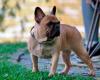Rimini, tried to steal two French bulldog puppies from an apartment building, sentenced to one year