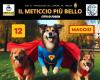 “The most beautiful mixed breed”: the competition in Foggia for animal lovers – Pugliapress