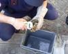 Turtle in danger along the Olona in Legnano, saved by zoophilic surveillance and the Fire Brigade