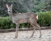 He hit a deer in Pesaro, Marche region sentenced to compensate motorist