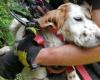 ROCCAMONFINA, DOG SAVED BY THE FIREFIGHTERS – Casertasera.it