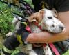 English Setter puppy falls off a cliff, 100 meter flight. Saved after 4 days by the Caserta Fire Brigade