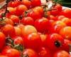 Tomatoes at school and illnesses, the agricultural cooperative: “They come from Sicily, never anomalies”