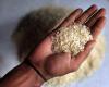 Coldiretti Novara-Vco on rice: no to the recognition of the Basmati PGI proposed by Pakistan