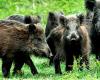 Wild boars devastate the fields, causing 800 thousand euros in damage to Caserta farmers