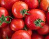 Ministerial tomatoes, over 100 poisoned in schools in Emilia-Romagna