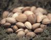 Italy invests in nuts but the climate cuts yields and reduces production