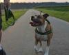 Salerno, blitz at Pinocchio park; two dog owners were fined for walking without a leash