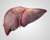 Liver Problems in the Elderly: How to Prevent and Manage Them