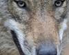 Wolves and human activities, a meeting of the Liguria Pieve di Teco Region