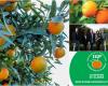 Clementines of Calabria PGI. The consortium presents the new production specifications