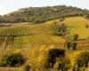 8 of the best wines of the Tuscan Maremma under 20 euros chosen by Gambero Rosso
