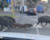 Viterbo – Full family of wild boars in Piazzale Gramsci
